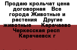 Продаю крольчат цена договорная - Все города Животные и растения » Другие животные   . Карачаево-Черкесская респ.,Карачаевск г.